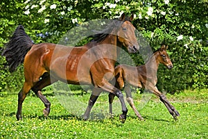 French Trotter, Mare with Foal Trotting in Paddock, Normandy