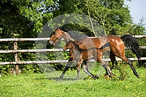 French Trotter, Mare with Foal Trotting in Paddock, Normandy