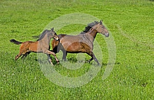 French Trotter, Mare with Foal Trotting through Paddock, Normandy