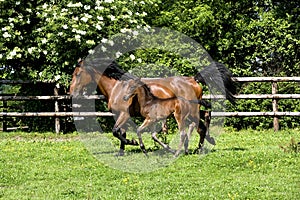 French Trotter, Mare with Foal Trotting through Paddock, Normandy