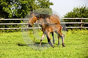 French Trotter, Mare with Foal Trotting through Paddock, Normandy