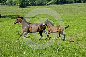 French Trotter, Mother and Foal in Paddock, Normandy