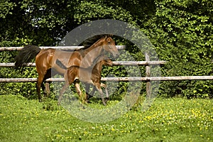 French Trotter, Mother and Foal in Paddock, Normandy