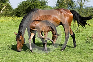 French Trotter, Mother and Foal in Paddock, Normandy