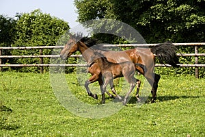 French Trotter, Mother and Foal in Paddock, Normandy