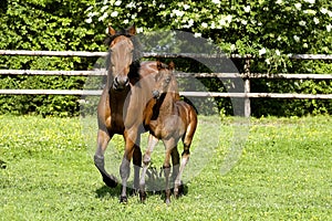 French Trotter, Mother and Foal in Paddock, Normandy