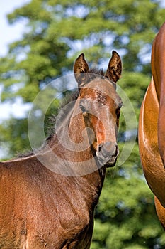 French Trotter, Portrait of Foal, Normandy