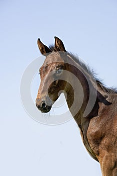 French Trotter, Portrait of Foal, Normandy