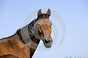 French Trotter, Portrait of Mare, Normandy