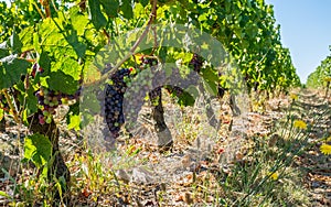 French vines in the french Haut-Medoc region