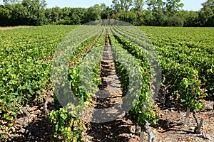 French vines in the french Haut-Medoc region