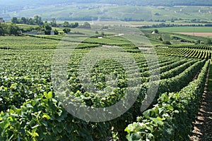 French Vineyard