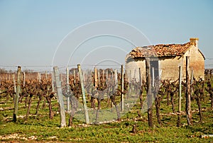 French vineyard