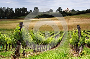 French vineyard