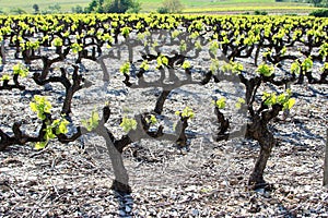 French vineyard in the Ardeche
