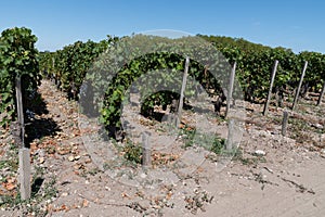 French vineyard in castle Margaux in Medoc for Bordeaux wine in France