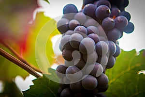 French Vineyard Grape Cluster