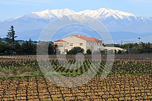 French vineyard south of Perpignan