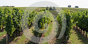 French vineyard in st emilion Bordeaux grape wine farming