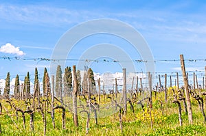 French vineyard, starting to grow, after winter prunning