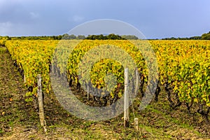 French Vineyards