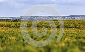 French Vineyards