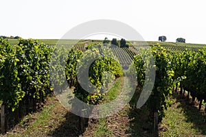 French vineyards in Saint Emilion city Bordeaux in France