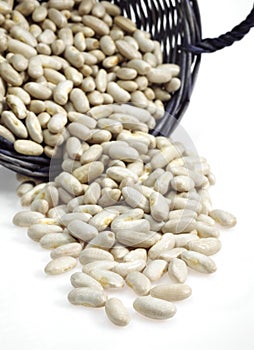 French White Kidney Beans or Mogette From Vendee, phaseolus vulgaris