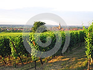 French wineyard in alsace photo