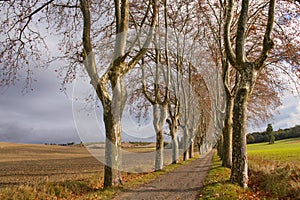 French winters scenic Landscape. Iconic plane trees of France