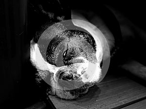 FrenchBulldog Black and white