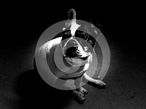 FrenchBulldog Black and white