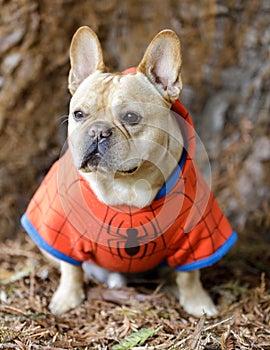 Young Male French Bulldog Dressed Up as Spider Man photo