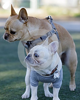 Frenchie humping another Frenchie