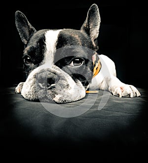 Frenchie is looking at you