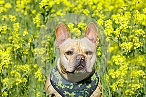 Frenchie in Mustard Field