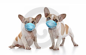 Frenchie Puppy Dogs Wearing PPE Mask