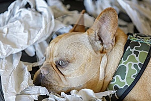 Frenchie resting from paper shredding enjoyment.