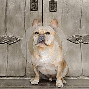 Frenchie sitting in front of an antique door
