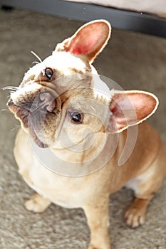 `Frenchie` sitting and head-tilting.