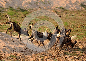 A frenzied pack of wild dogs Painted Dogs with dust flying in south luangwa national park, zambia