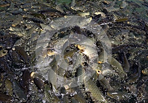 A frenzy of of Sacred Fish(carp) devour fish pellets tossed into Balikli Gol (Abrahams Pool)in Urfa in Turkey.