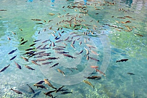 A frenzy of Sacred Fish devour fish pellets tossed into Balikli Gol.