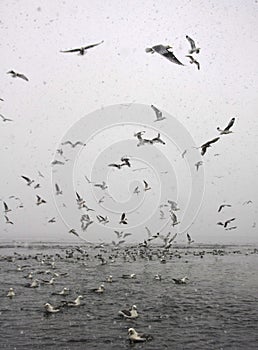 Frenzy of seabirds in snow