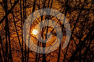 A frequent grid of branches photo