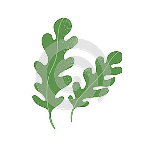 Fres arugula leaf. Rucola, garden rocket. Greens, leafy vegetable. Healthy veggie food. Ruccola herbs, seasoning. Flat