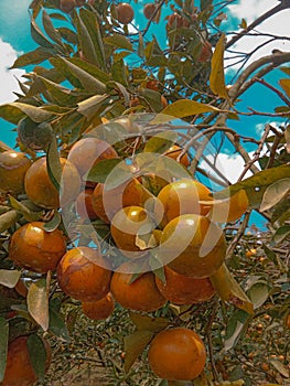 Fres orange fruit in the botanica garden