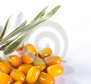 Fres sea buckthorn berries with leafs