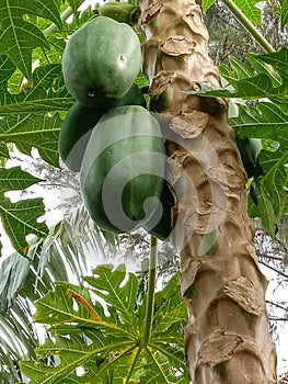 Fres Young papaya