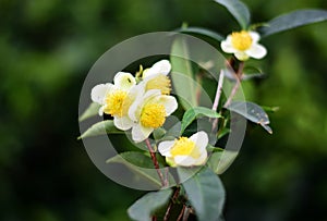 Fresg tea tree flowers in the field